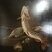 Nature morte au poissons